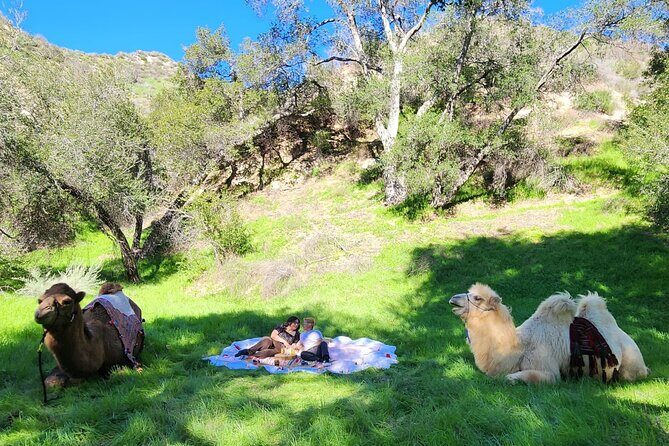 3 Hour Camel Trek into the Forest and Ranch in California - Key things that make this camel trek worth it