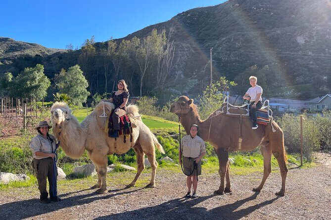 3 Hour Camel Trek into the Forest and Ranch in California - Camel Trek Into the Forest: the 3-hour rhythm