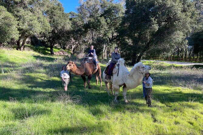 3 Hour Camel Trek into the Forest and Ranch in California - Private campfire s’mores: a cozy ending that actually feels private