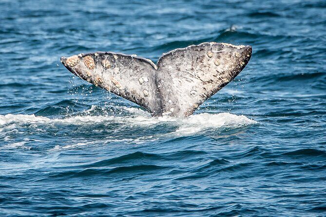 Guided Whale Watching Tour from Long Beach - Where you’ll start: Long Beach’s Harbor Breeze dock setup