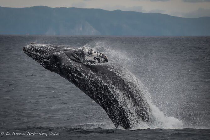 Guided Whale Watching Tour from Long Beach - The “education stops” along the waterfront: Aquarium zone animal encounters and port views