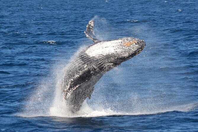 Guided Whale Watching Tour from Long Beach - When whales and dolphins show up: what good guiding actually changes