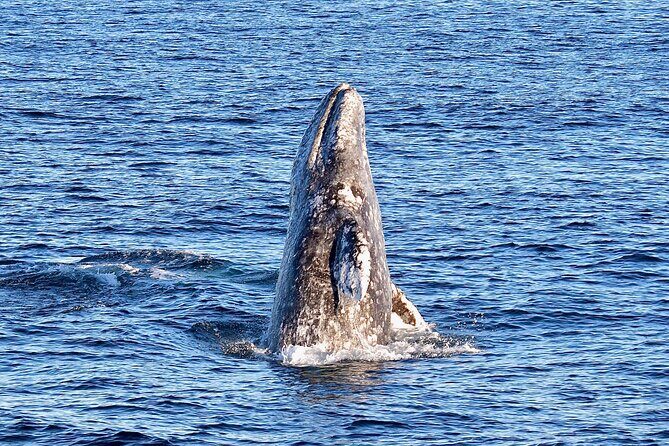 Guided Whale Watching Tour from Long Beach - Small frustrations to plan for: noise, cleanliness, crowds, and cold decks