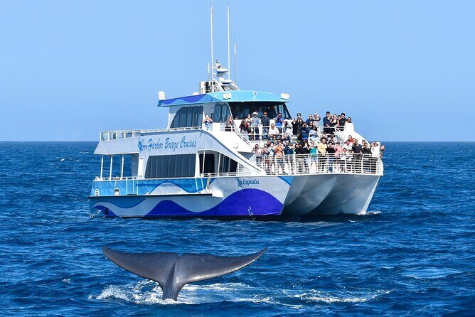 Guided Whale Watching Tour from Long Beach - Boarding day mood: comfortable catamaran, but dress for real ocean weather