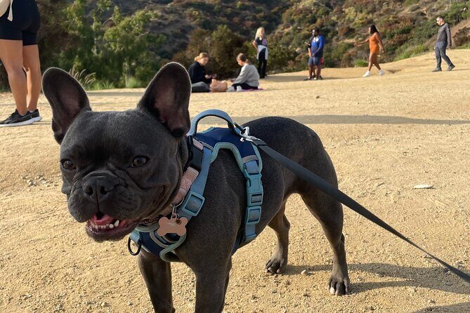 Hollywood Sign 2.5-Hour Tour with Comedians and Their Dogs - Stop 2: Griffith Park, bigger-than-you-think scale, and nonstop views