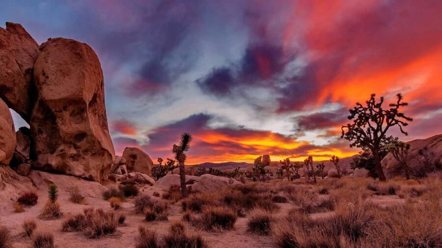 Joshua Tree National Park Day Tour from Los Angeles - Price and Logistics: Is $220 a Fair Deal for This One-Day Mix?