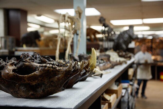 La Brea Tar Pits and Museum Admission Ticket with Excavator Tour - Family-friendly visit tips that keep it easy for kids