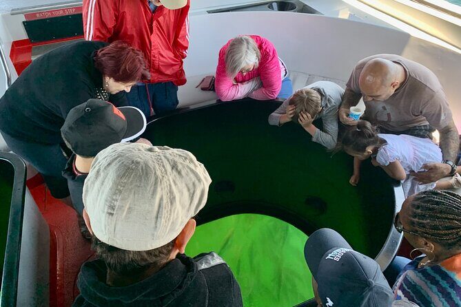 Long Beach Glass Bottom Boat Eco-Tour - Life under the surface: what you can expect from the glass bottom