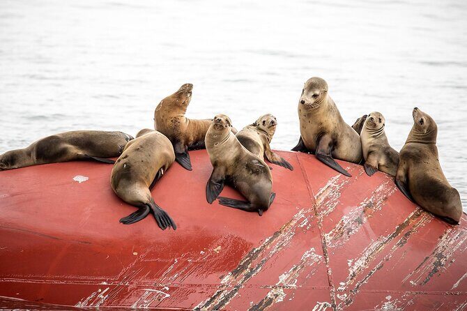 Long Beach Harbor 45-Minute Boat Tour - Key things to know before you go