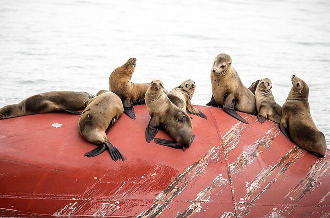 Long Beach Harbor 45-Minute Boat Tour - Wildlife expectations: sea lions, plus a chance at dolphins
