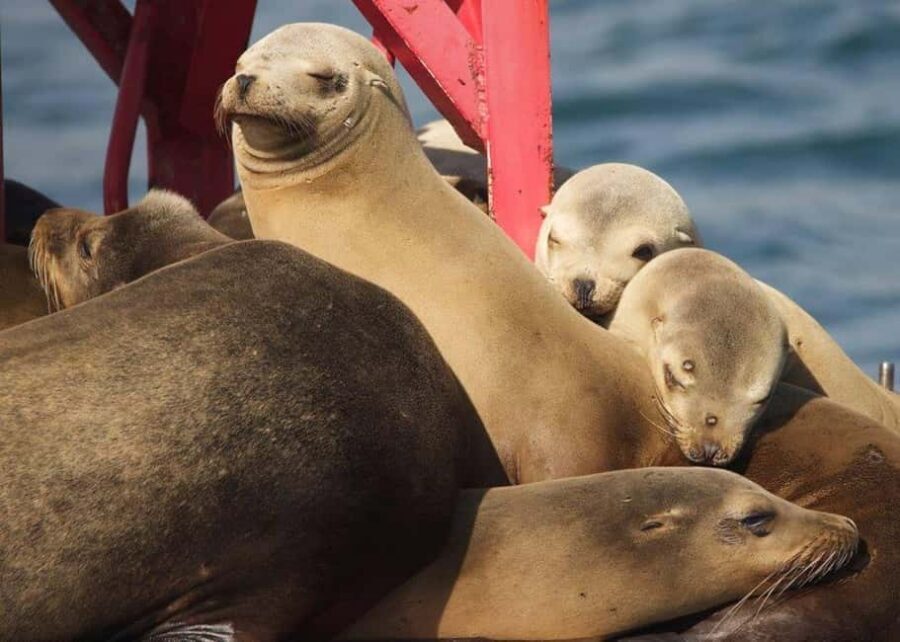 Long Beach: Sightseeing Harbor Cruise - Key things I think you’ll notice