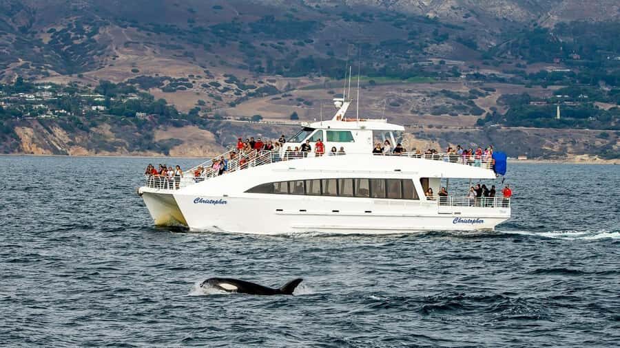 Long Beach: Whale and Dolphin Watching Cruise - Key things I think are worth your attention
