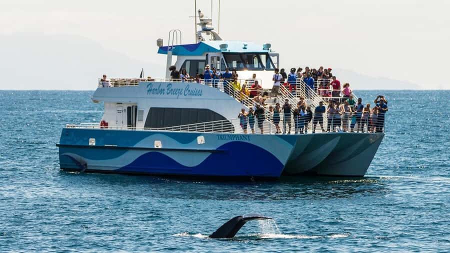 Long Beach: Whale and Dolphin Watching Cruise - First: where you start in Long Beach (and why it matters)