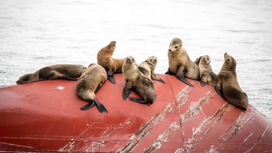 Long Beach: Whale and Dolphin Watching Cruise - The 150-minute loop: Long Beach waterfront to the San Pedro Breakwater
