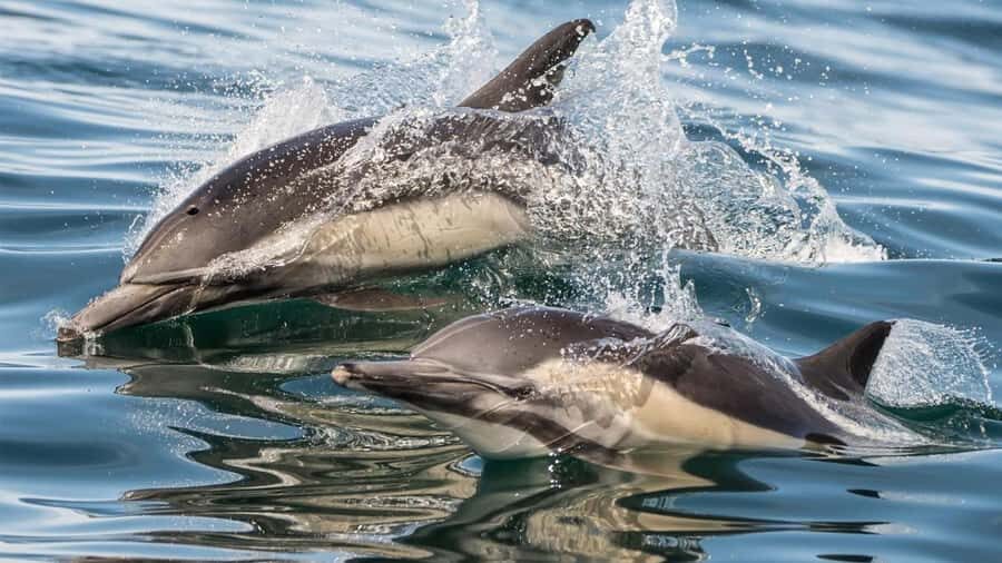 Long Beach: Whale and Dolphin Watching Cruise - What you’re really hunting for: whales first, then dolphins and friends