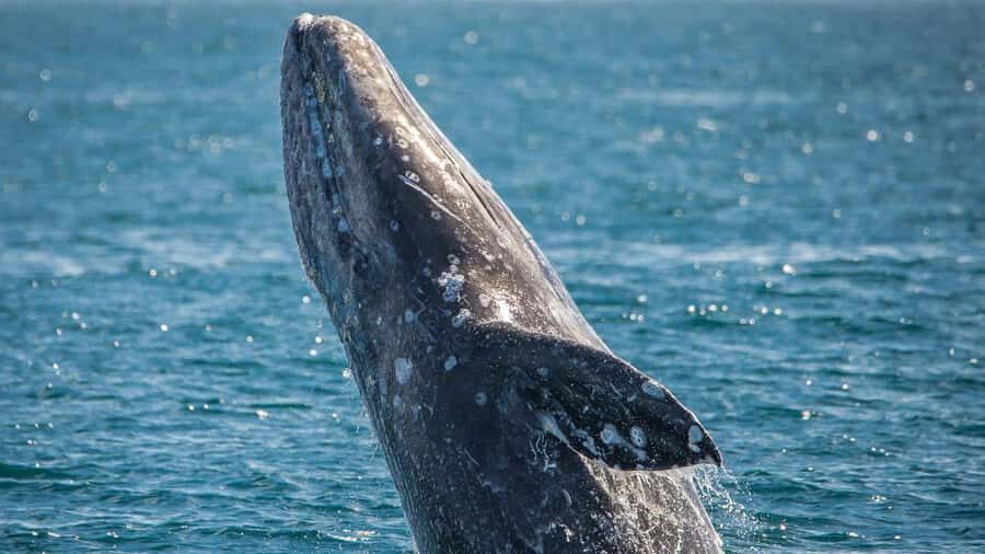 Long Beach: Whale and Dolphin Watching Cruise - The on-board experts: Aquarium of the Pacific educators in plain English