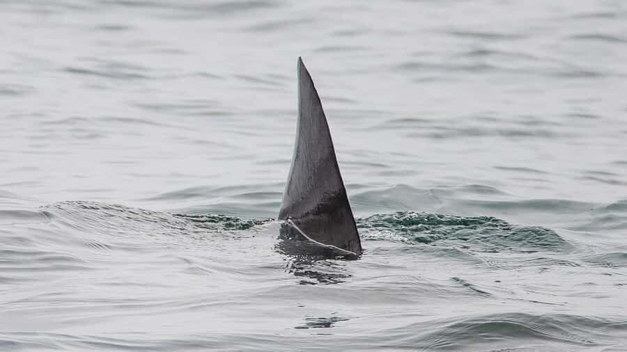 Long Beach: Whale and Dolphin Watching Cruise - Eco-friendly wildlife viewing you can feel good about