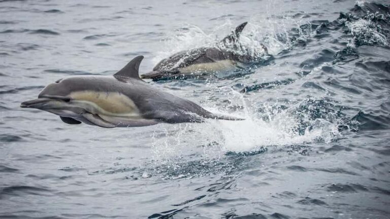 Long Beach: Whale and Dolphin Watching Cruise - Boarding Harbor Breeze: catamaran comfort with ocean-friendly tech