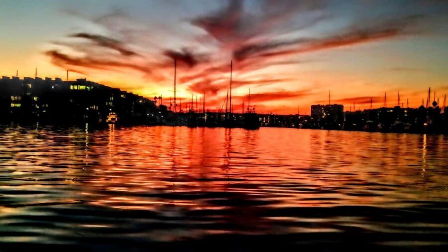 Los Angeles #1: Luxury Boat Cruise-Wine, Cheese & Sea Lions - Wildlife spotting: sea lions and coastal life without the pressure