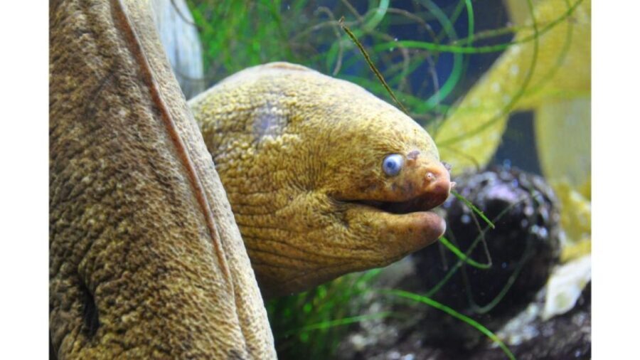 Los Angeles: Heal The Bay Aquarium in Santa Monica - Key things to know before you go