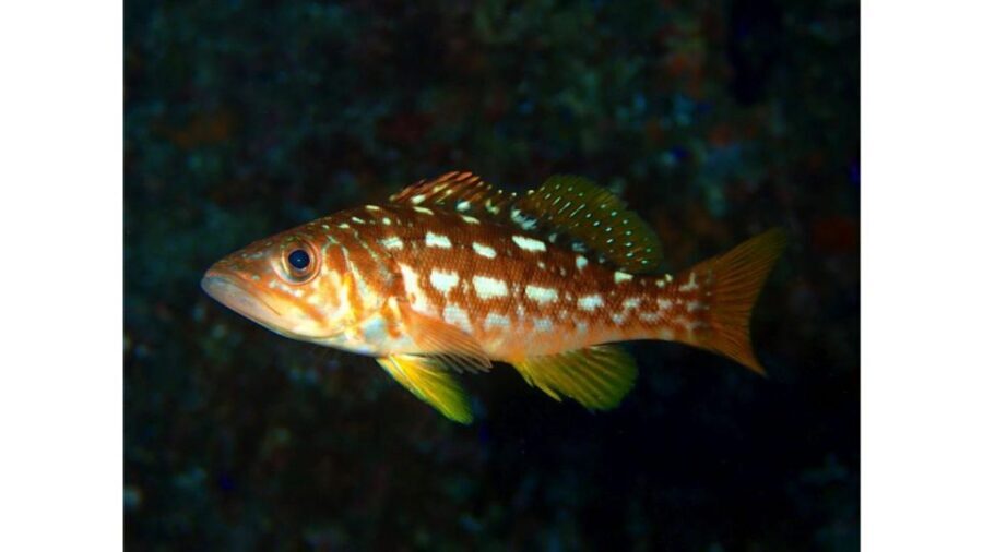 Los Angeles: Heal The Bay Aquarium in Santa Monica - Staff education and conservation messaging: how to get more out of your visit