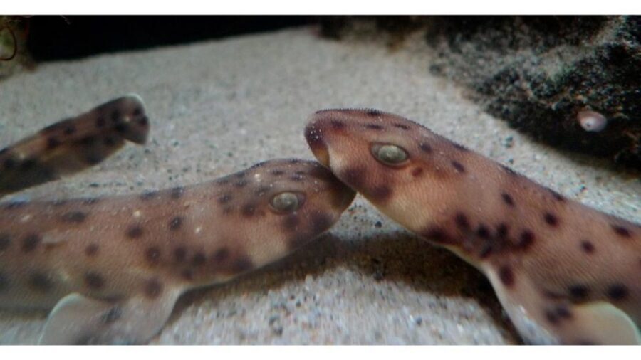 Los Angeles: Heal The Bay Aquarium in Santa Monica - Who this aquarium is best for (and who should think twice)