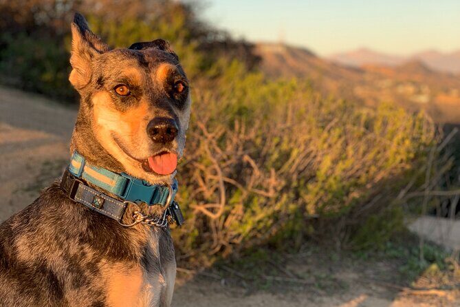 Los Angeles: Hollywood Sunset Walking & Hiking Tour - Runyon Canyon Park Sunset Hike: Skyline Views and the Best Part of LA
