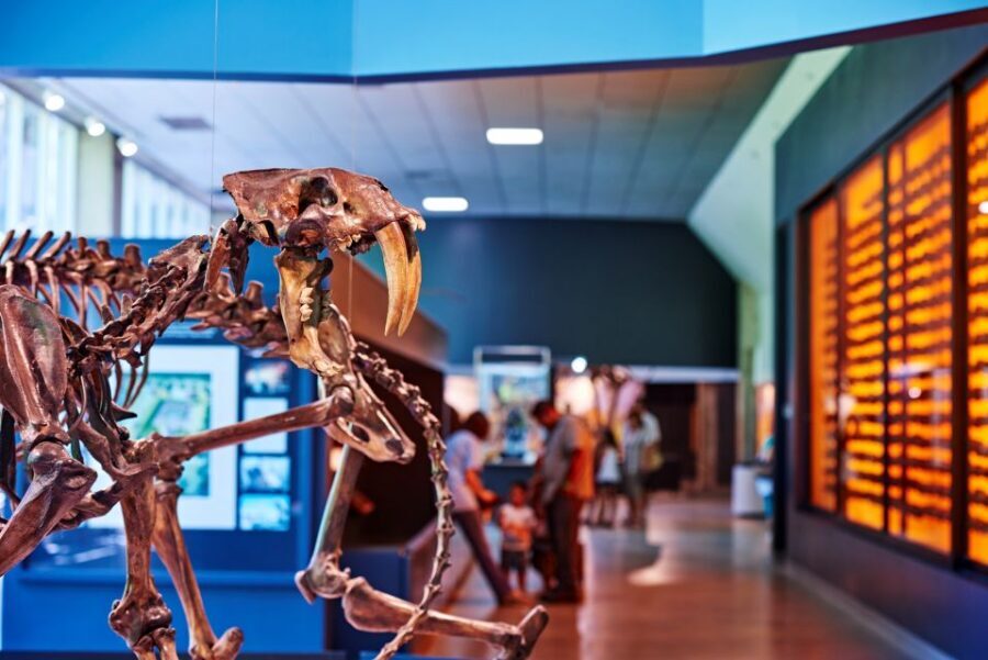 Los Angeles: La Brea Tar Pits Museum Ticket - La Brea Tar Pits in the middle of L.A.: what you’re really paying for