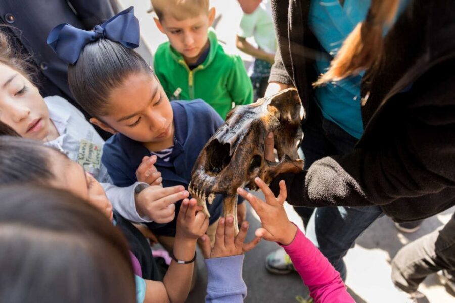 Los Angeles: La Brea Tar Pits Museum Ticket - Fossil Lab viewing: watching the work behind the fossils