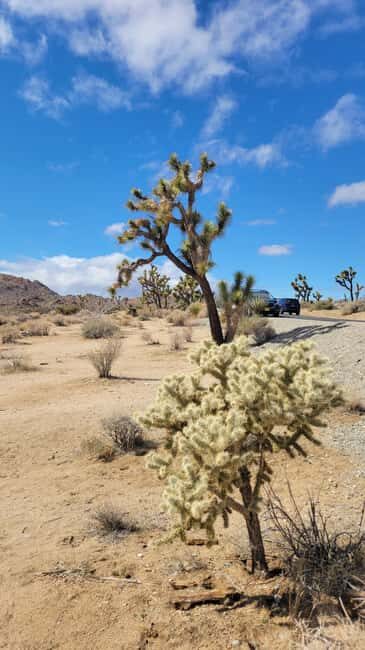 Los Angeles: Private Tour to Joshua Tree National Park - Key highlights you’ll feel right away