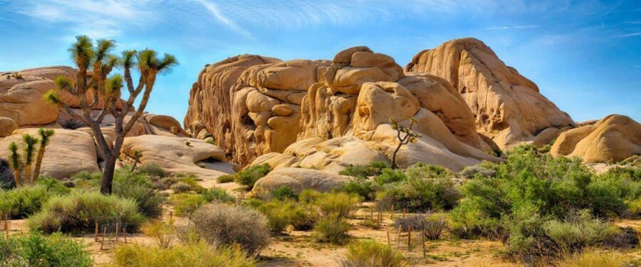 Los Angeles: Private Tour to Joshua Tree National Park - Private Joshua Tree day trip that starts with LA pickup