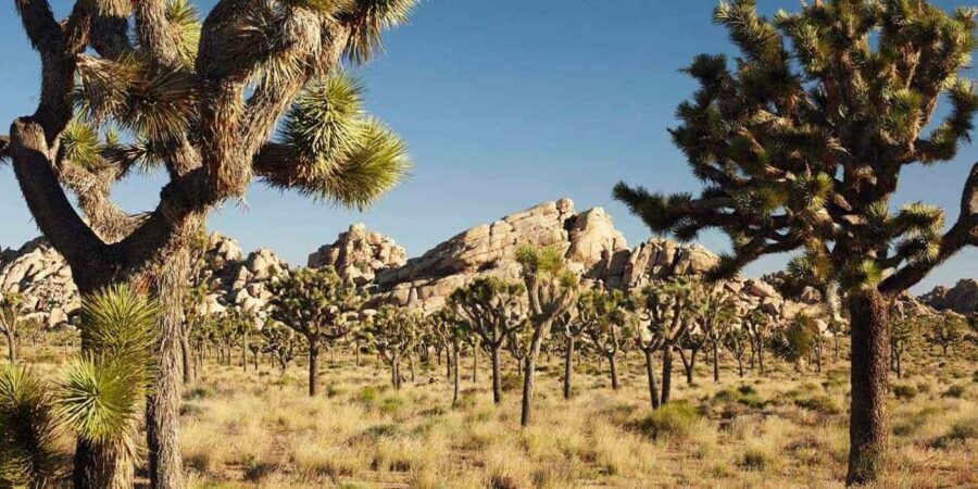 Los Angeles: Private Tour to Joshua Tree National Park - Hiking time in Joshua Tree without turning it into a grind