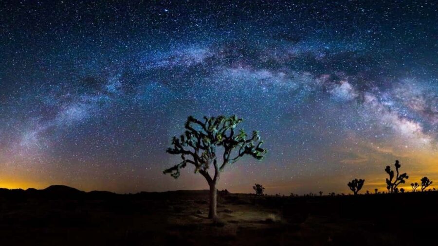 Los Angeles: Private Tour to Joshua Tree National Park - Comfort and pacing in a small group of 1–4
