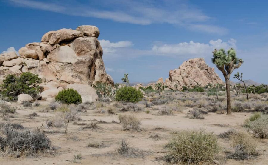 Los Angeles: Private Tour to Joshua Tree National Park - Who this tour fits best (and who should consider alternatives)