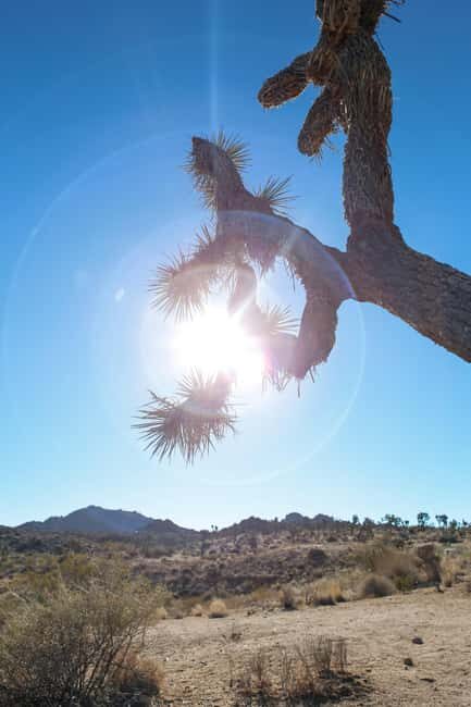 Los Angeles: Private Tour to Joshua Tree National Park - Quick checklist before you go