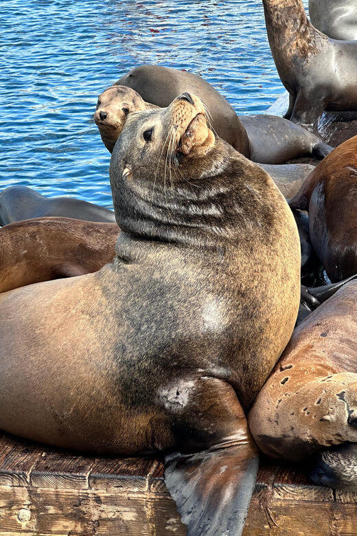 Los Angeles: Redondo Beach Glass Bottom Boat Cruise - Should you book the Redondo Beach glass-bottom boat cruise?