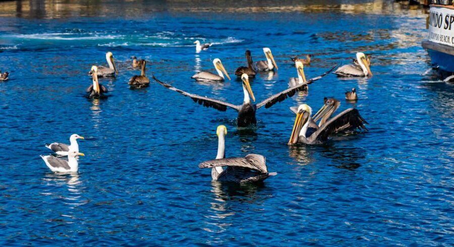 Los Angeles: Redondo Beach Glass Bottom Boat Cruise - Price and value: why $33 makes sense for families