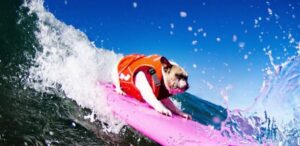 Los Angeles: Surfing Lesson in Venice Beach - Meeting at 20 Bicknell Ave and Getting Suit-Ready