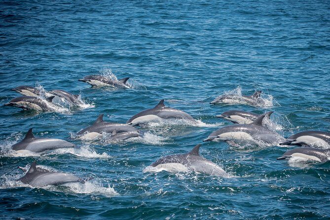 Los Angeles Whale and Dolphin Watching Cruise from West Harbor - Quick highlights that matter