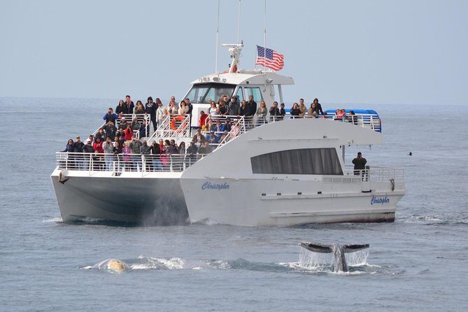 Los Angeles Whale and Dolphin Watching Cruise from West Harbor - Entering West Harbor at 550 S Harbor Blvd: Getting Started Smoothly