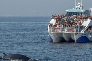 Los Angeles Whale and Dolphin Watching Cruise from West Harbor - Port of Los Angeles Stops: Why the Cruise Route Is More Than Transit