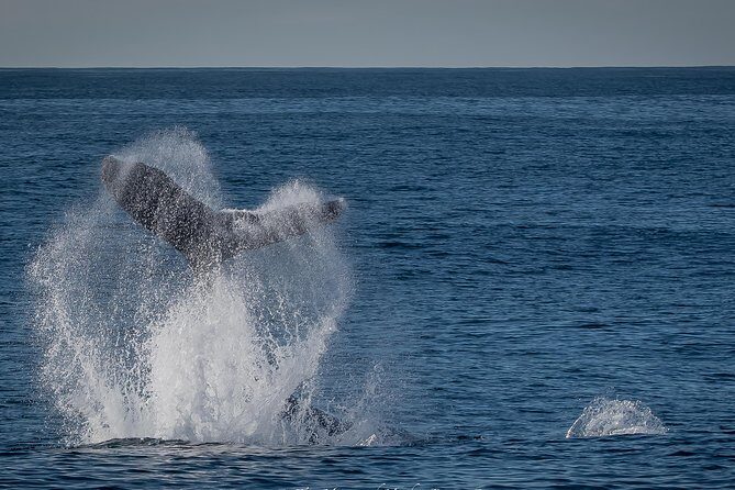 Los Angeles Whale and Dolphin Watching Cruise from West Harbor - The City + Ports View: LA and Long Beach From One Angle