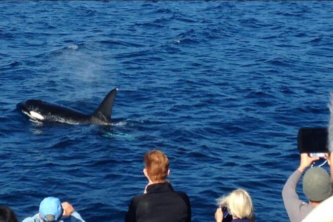 Los Angeles Whale and Dolphin Watching Cruise from West Harbor - Aquarium Views From Water: Why That Part Matters