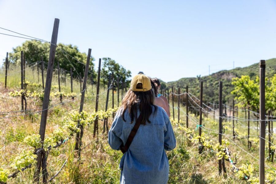 Malibu: Guided Vineyard Hike with Photo Stops and Wine - Key highlights worth planning for