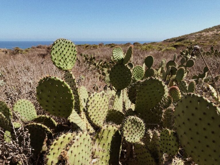Malibu: Vintage VW Sightseeing Tour and Wine Tasting - The Malibu drive: PCH time, viewpoints, and surfer energy