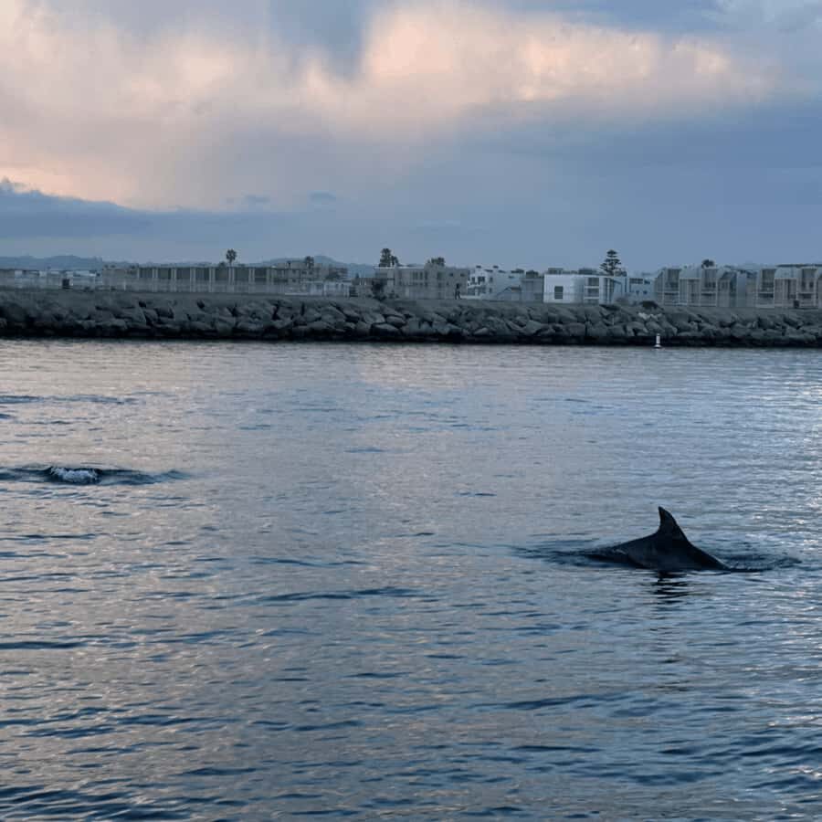 Marina del Rey: 1-Hour Boat Tour - Price and Value: Is $70 Worth a One-Hour Cruise?