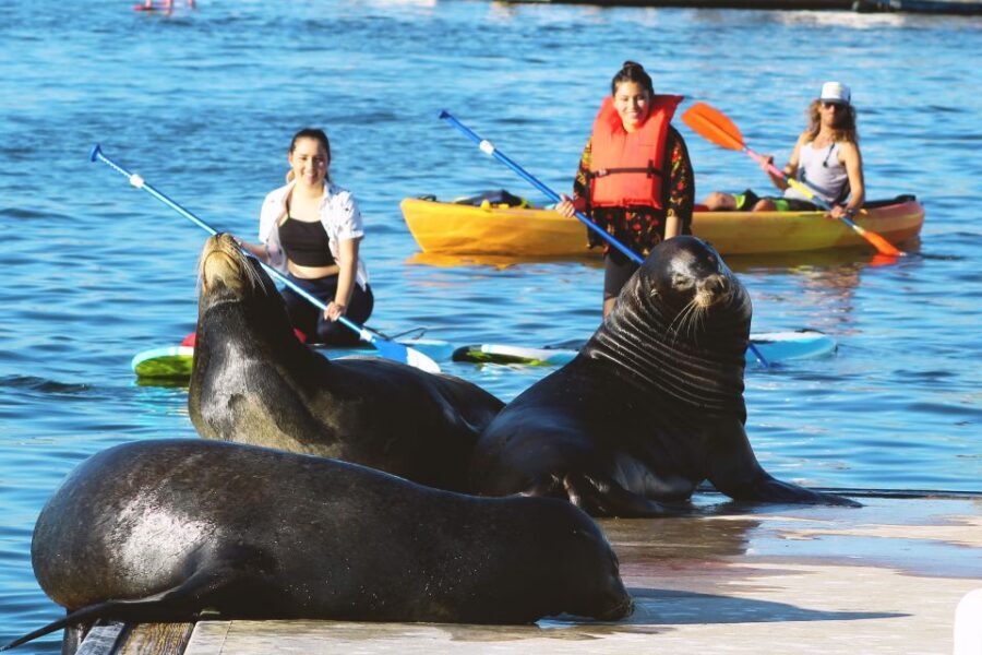 Marina Del Rey: Kayak and Paddleboard Tour with Sea Lions - Kayak vs Paddleboard: What You’ll Feel on the Water