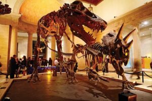 Natural History Museum of Los Angeles County Admission - Evolution across 65 million years: mammoths, whales, and dioramas