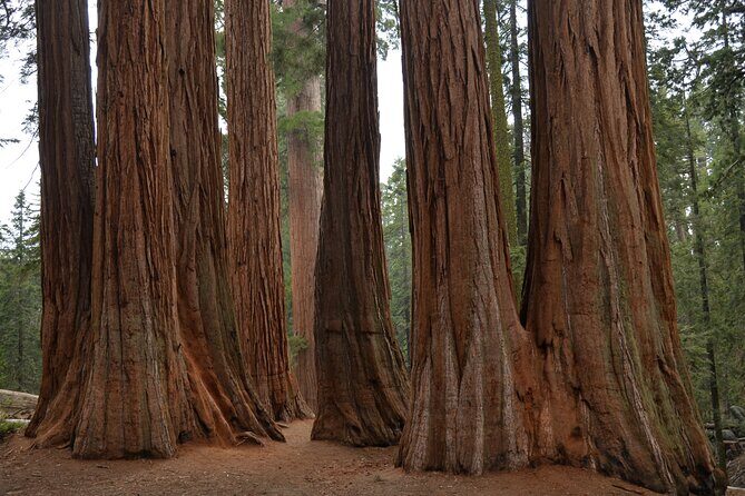 Private Day Tour to Sequoia and Kings Canyon Parks From LA - Key highlights you’ll feel right away