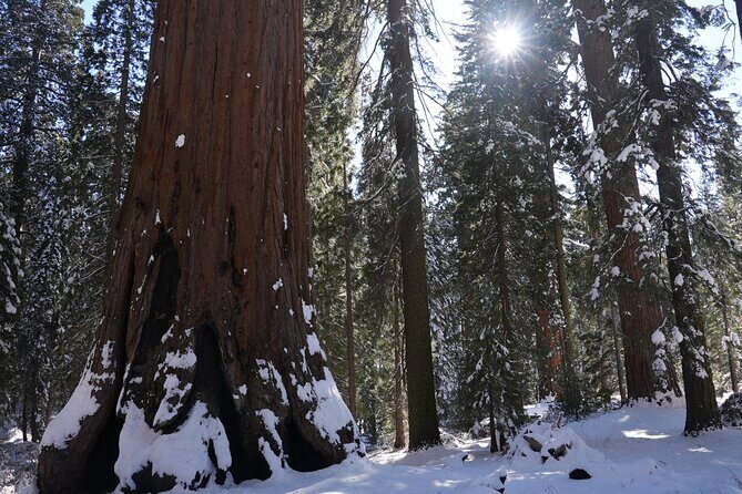 Private Day Tour to Sequoia and Kings Canyon Parks From LA - Tunnel Log: the drive-through sequoia moment